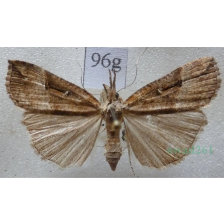 Hypena rostralis (Linnaeus, 1758) Rozszczepka nosatka Slovakia96g